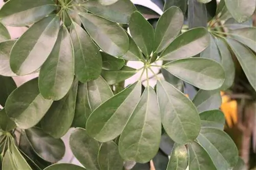 Işıltılı aralia bakımı – doğru şekilde kesin ve çoğ altın