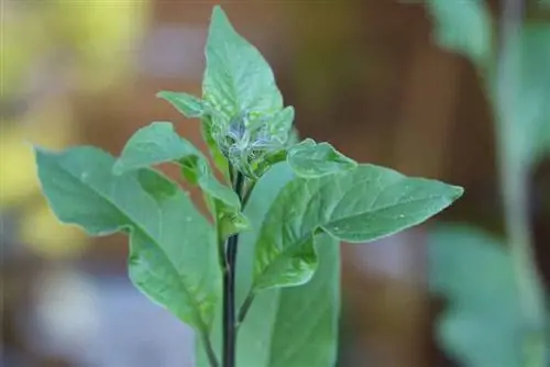 Hořec - bramborový květ - Solanum rantonnetii