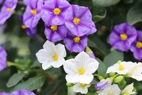 Flor de papa, árbol de papa – cuidado e invernada