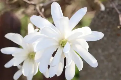 Star magnolia, Magnolia stellata - instruções de cuidados