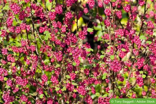 توت خونی - مراقبت از توت زینتی، Ribes sanguineum