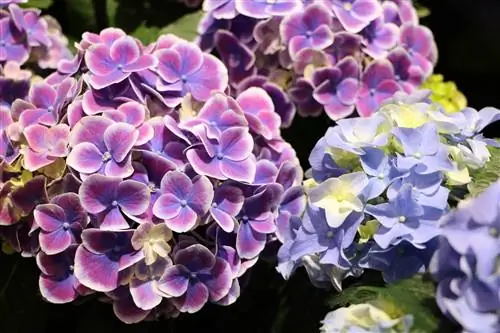 Hydrangea kev saib xyuas - ntau yam, cog, fertilizing thiab txiav