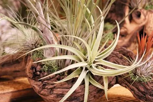 Attach/glue tillandsias correctly and care tips