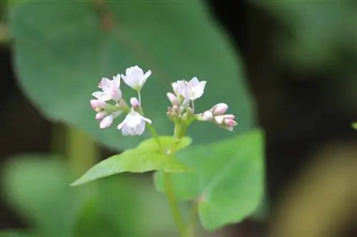 Buckwheat, Fagopyrum - paglilinang at pangangalaga