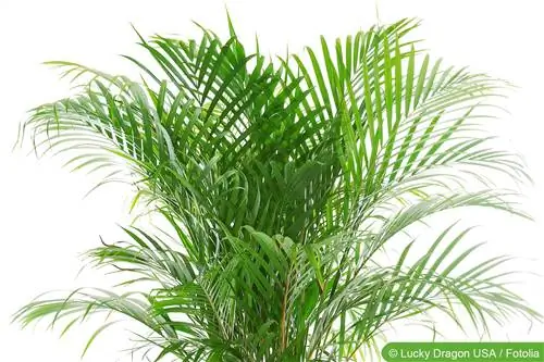 Palmeira de noz de bétele, Areca catechu - cuidado como planta de casa