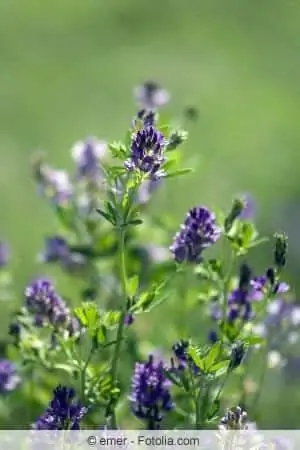 Snail clover plant