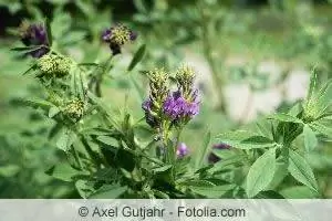 Alfalfa, trébol caracol - siembra y cuidado