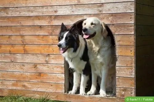 Perros en caseta de perro