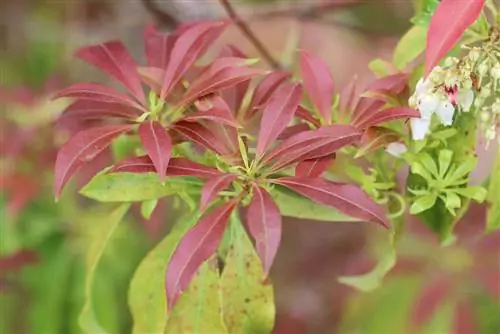 ফোটিনিয়া ফ্রেসারী 'রেড রবিন' - যত্ন এবং কাটা