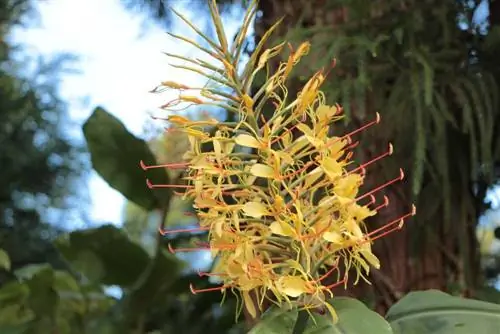 Xhenxhefil dekorativ, Hedychium gardnerianum - udhëzime për kujdesin