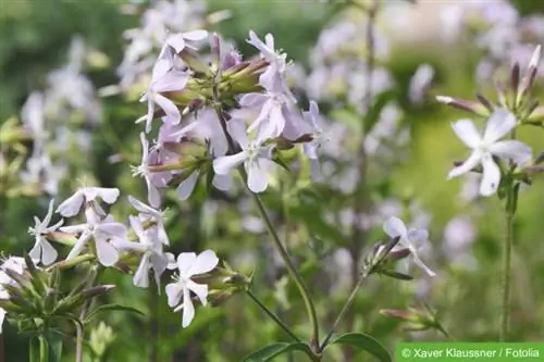 Seebirohi (Saponaria officinalis)