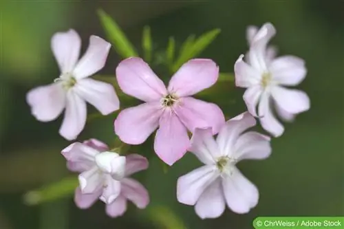 Xà phòng, Saponaria officinalis - Chăm sóc thực vật &