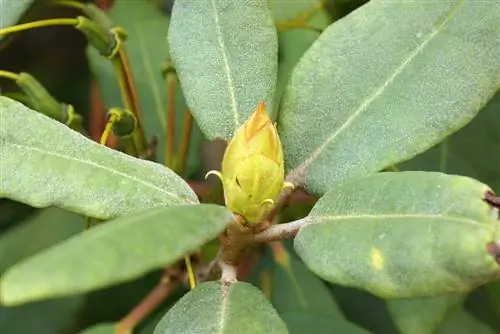 Mögel på rhododendron