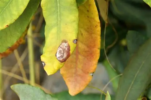 Rododendro - doenças