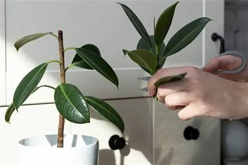 Kaučiukmedį dauginkite per auginius - Ficus elastica