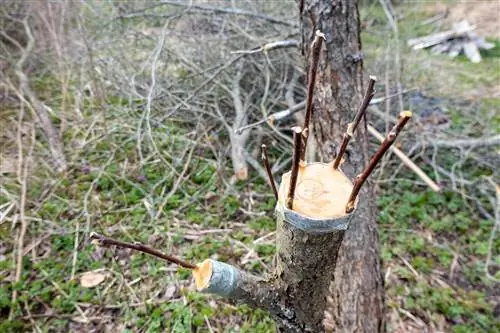 Návod na roubování ovocných stromů