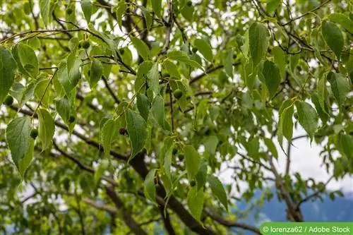 Hackberry дарагы, чалкан дарагы, Celtis - түрлөрү, өсүмдүктөр жана кам көрүү