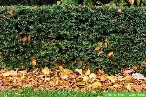 Siepe di tasso, Taxus baccata - prendersi cura del tasso come pianta da siepe