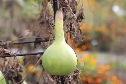 Bottle gourd - pagpapatubo at pagpapatuyo ng kalabasa