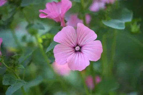 Malva - cuidado e corte, espécie de malva