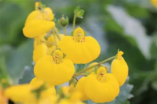 Tøffelblomst, Calceolaria - typer, stell og overvintring