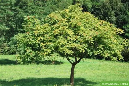 Бейиш дарагы, Ailanthus altissima - профиль & Бакчадагы кам көрүү