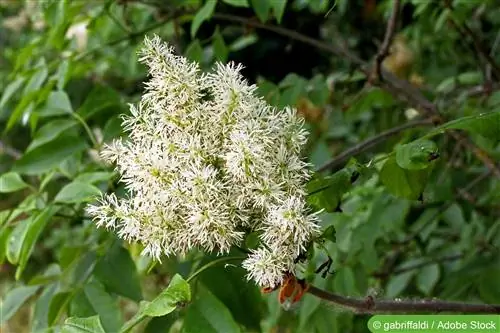 Mannaaska, blomaska, Fraxinus ornus - skötsel och skärning