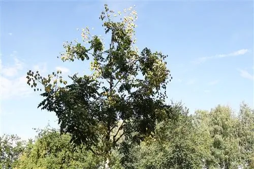 Bobletre, Koelreuteria paniculata - stell og kutting