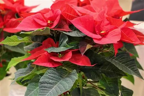 Properly care for the Advent star and Christmas star plant