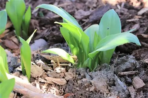 Planting wild garlic in the garden - wild garlic cultivation