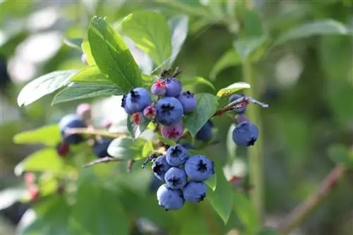 Arándanos de jardín: variedades, cuidados y corte