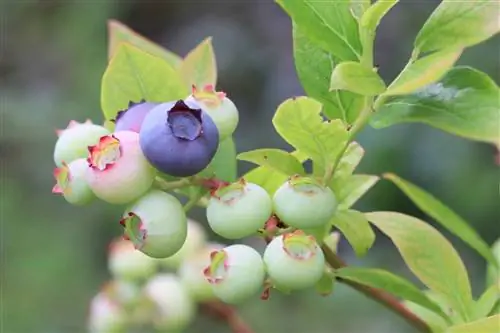 Behoorlike versorging vir gekweekte bloubessies - sny en voortplanting