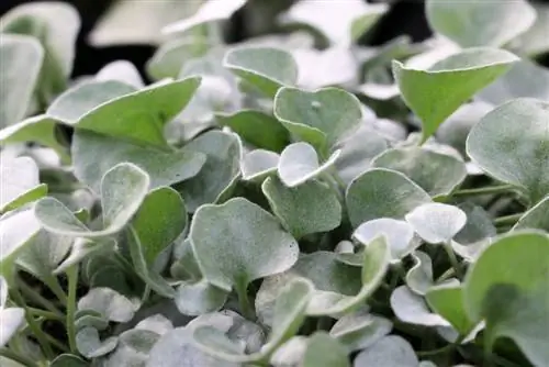 Silver Rain - Dichondra argentea