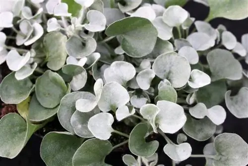 Silwerreën, Dichondra argentea - Sorg & Oorwinter