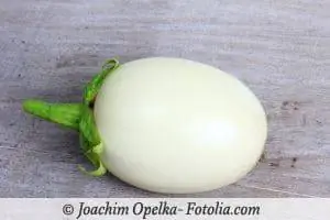 Správně pečujte o vaječnou rostlinu Solanum melongena