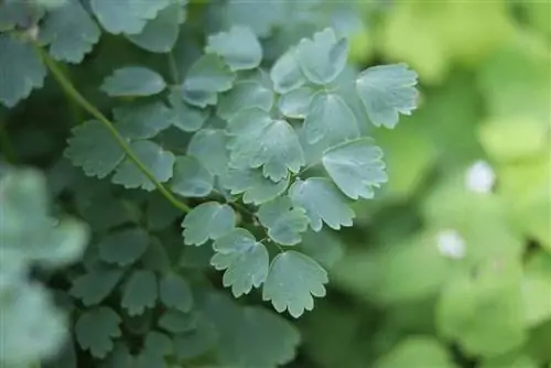 Meadow Rue – Thalictrum