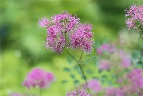 Yaylov ko'chasi - Thalictrum