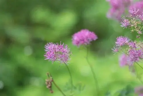 Meadow Rue, Thalictrum - сорттору, кам көрүү жана көбөйтүү