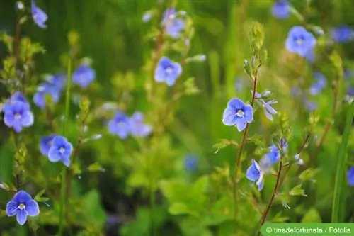 Germander Speedwell (Veronica chamaedrys)