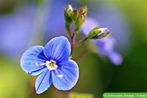 Germander speedwell, Veronica chamaedrys - vård