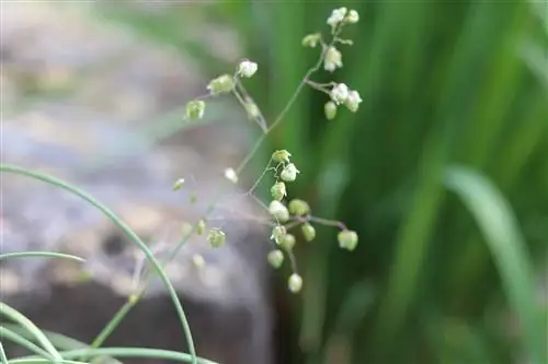 Värisev muru – külv, hooldamine ja paljundamine