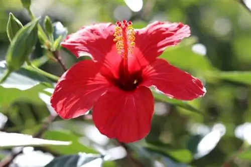 Hibiskus rosa sinensis