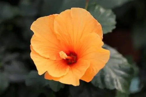 Hibiskus rosa sinensis