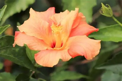 Hibiscus rosa-sinensis - የሮዝ ማርሽማሎውን መንከባከብ