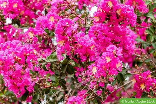 Crape myrtle, crape myrtle - cog, tu thiab overwintering