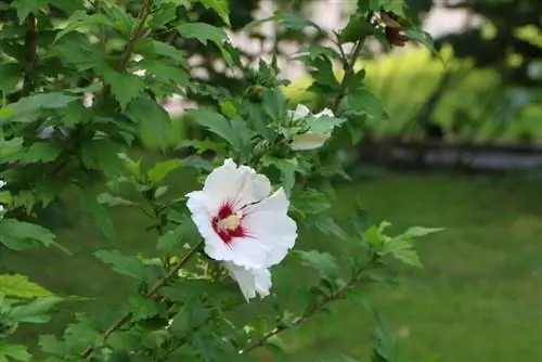 Guimauve des marais, guimauve, Hibiscus syriacus - instructions d'entretien