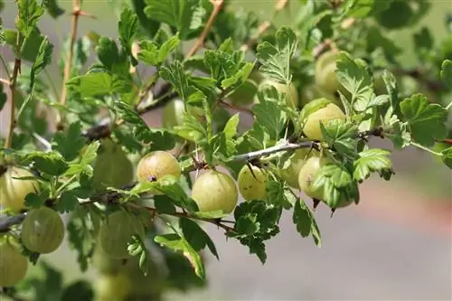 Gooseberries - การปลูกและการตัด