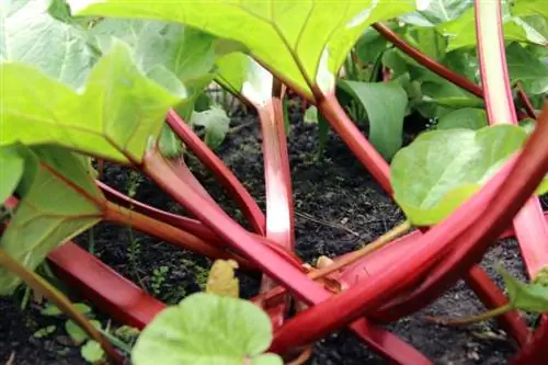 Rhubarb (Rheum rhabarbarum)