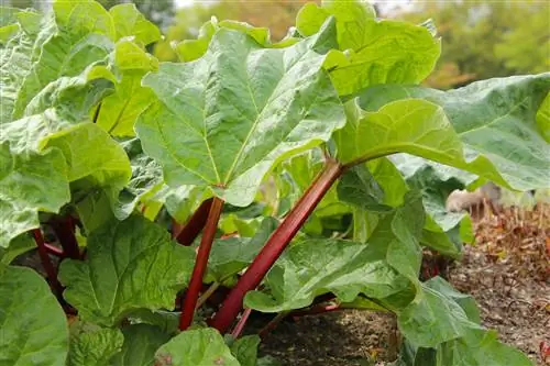 When and with what to fertilize rhubarb?