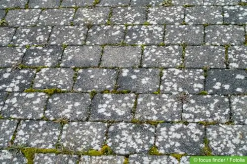 hvid lav på belægningssten